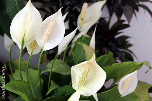 white lily flower