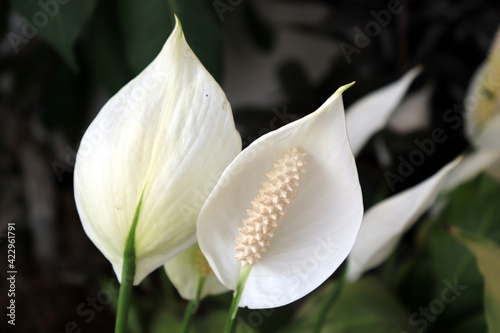 white magnolia flower