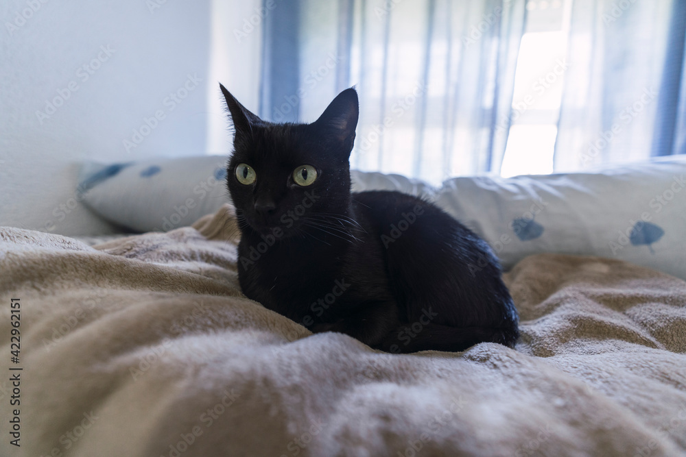 Gata negra en casa descansando Gata negra en casa descansando