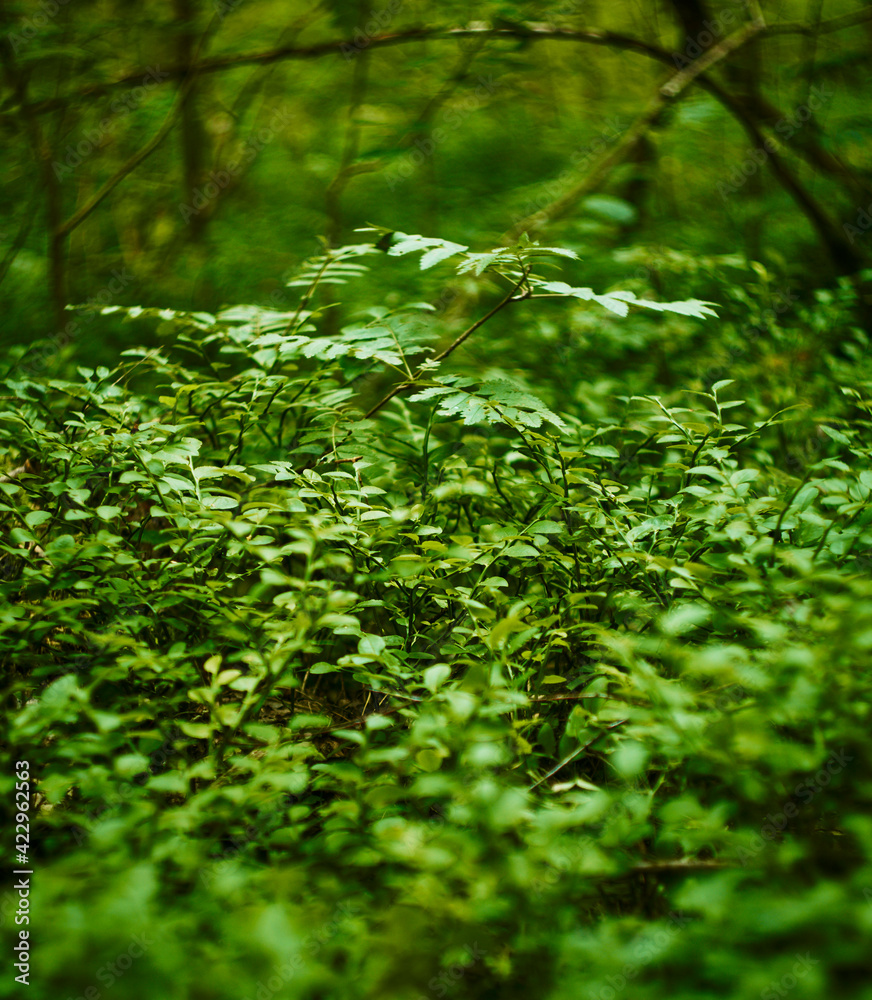 Obraz premium green moss in the forest