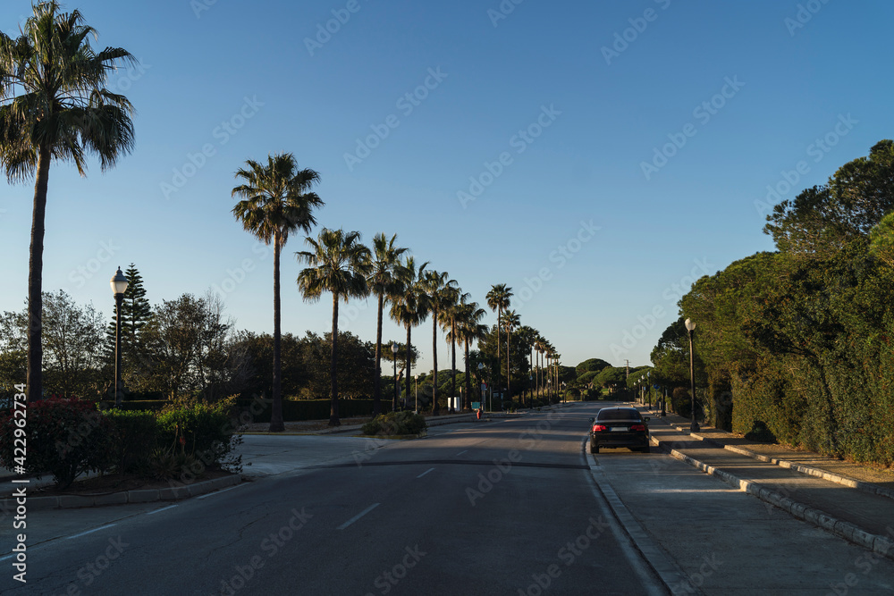 Carretera con palmeras en chiclana, cadiz