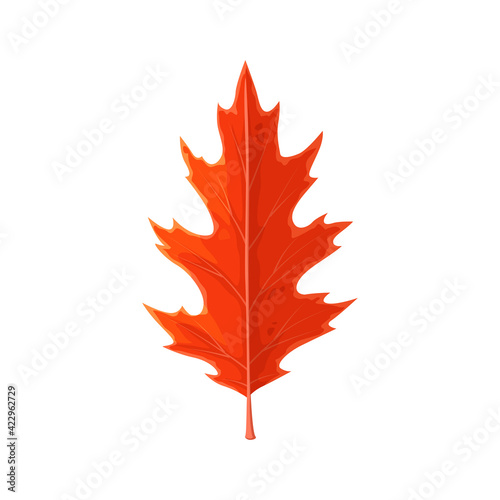 Autumn maple leaf vector icon, cartoon foliage, fallen tree leaf of red color, autumnal season maple leaf, natural design element isolated on white background, sign