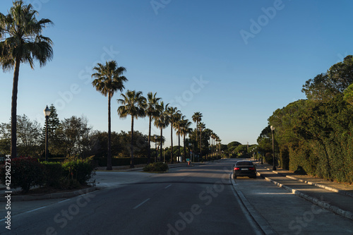 Carretera con palmeras en chiclana, cadiz © MiguelAngelJunquera