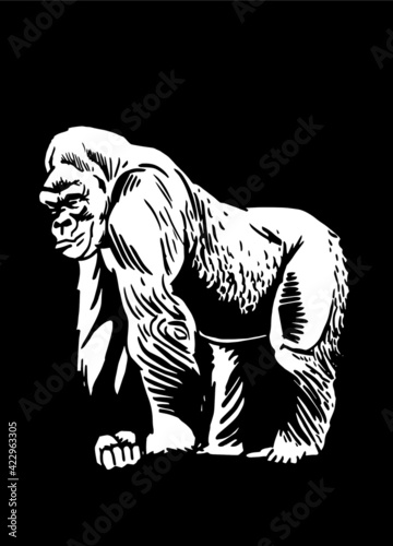 Graphical  gorilla isolated on black background,vector engraved illustration