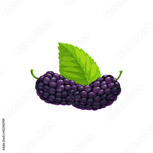 Ripe mulberry black fruits with leaf isolated flat realistic icon. Vector mulberry berries, food from farm garden and wild forest. Mulberries ripe harvest for jam or organic natural desserts