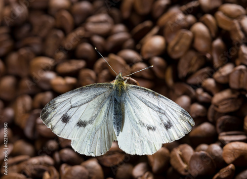 Photos Butterfly with open wings on coffee beans
