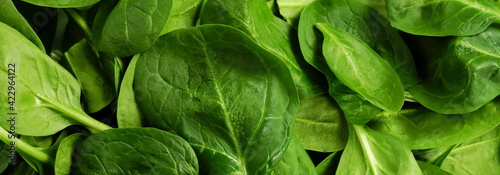 Fresh baby spinach leaves close up full frame banner.Food texture.