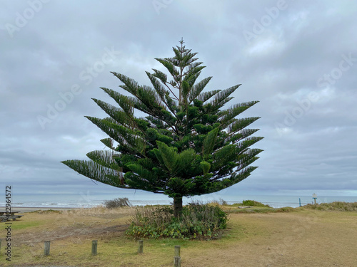Einsame Norfolk-Tanne am Meer, ⁨Queen-Elizabeth-Park⁩, ⁨Paekakariki, Wellington⁩, ⁨Neuseeland⁩