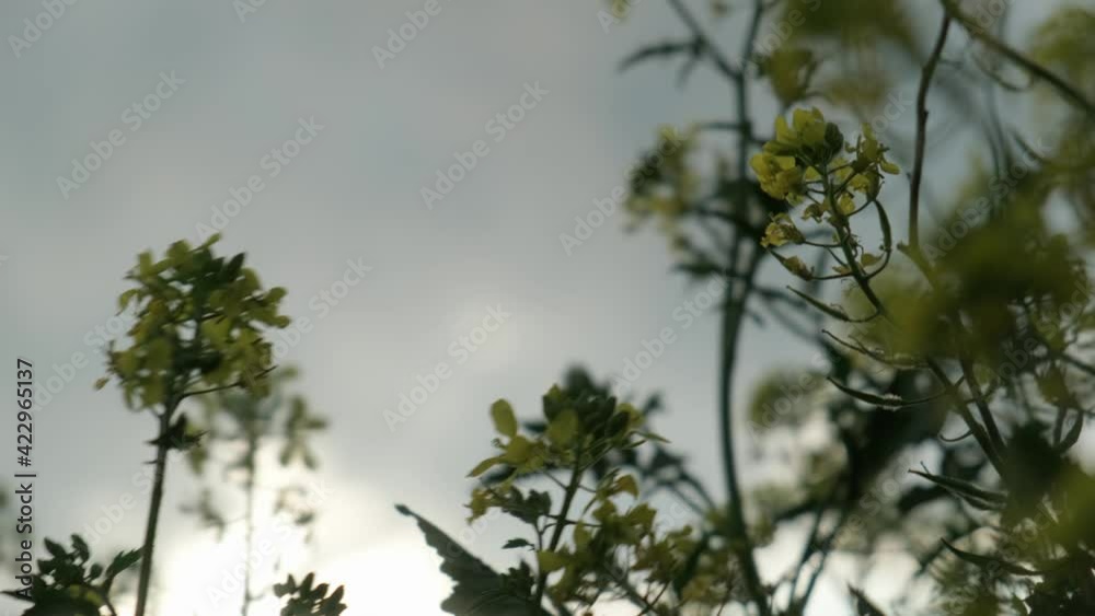 Close up view of mustard flowers against cloudy sky, drammatic atmosphere. Close up view of mustard flowers against cloudy sky, drammatic atmosphere.