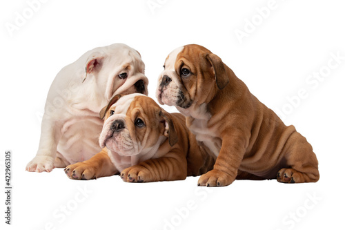 Little English Bulldog puppies on a white background