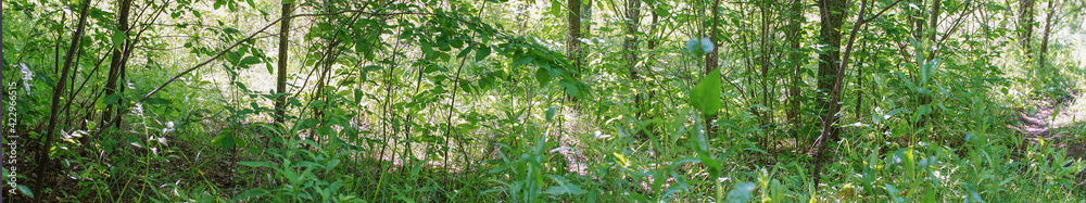 Fototapeta premium Panorama of the forest thicket-glades, grass, and tree trunks