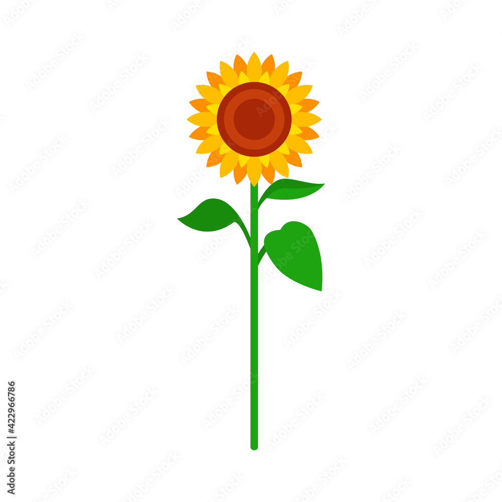 Sunflower with green leaves in flat style isolated on white background. Vector Illustration
