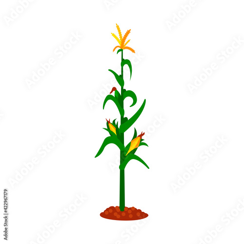 Corn, flat icon, organic logo, vector, agriculture, corncob, farm