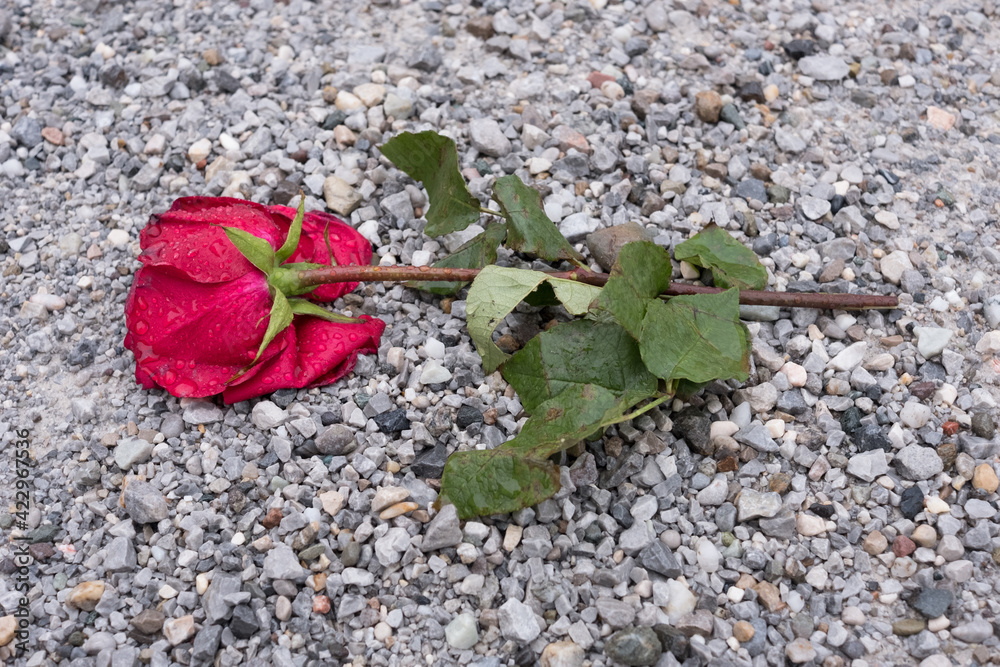 Trampled Rose Trampled Rose