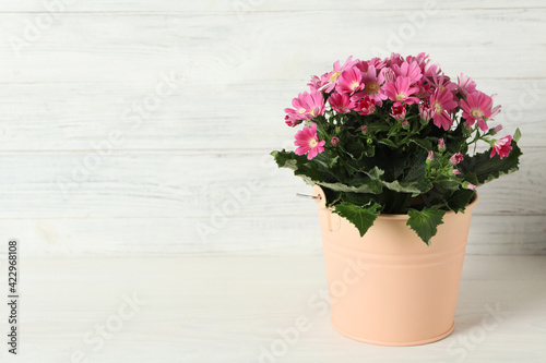 Beautiful pink cineraria plant in flower pot on white table. Space for text