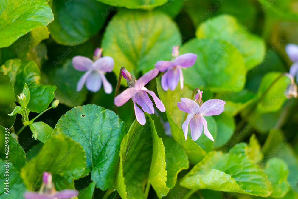 Sweet violet(Viola mammola)is a species of flowering plant in the viola family,The leaves are edible.Real violet flower extract is available for culinary uses in European countries,but it is expensive Sweet violet(Viola mammola)is a species of flowering plant in the viola family,The leaves are edible.Real violet flower extract is available for culinary uses in European countries,but it is expensive