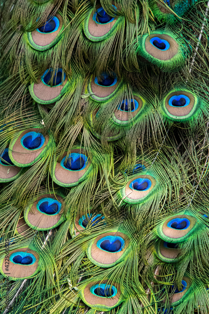 Fototapeta premium Close up of colorful peacock tail feathers.