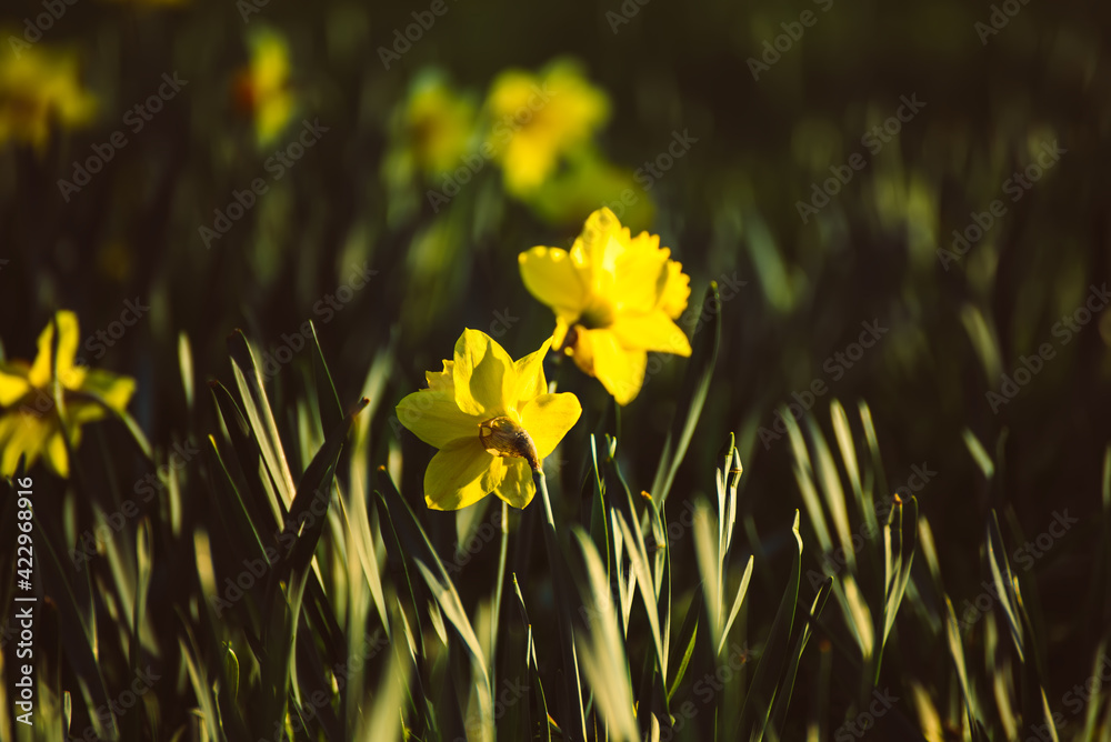 Obraz premium Beautiful yellow daffodils