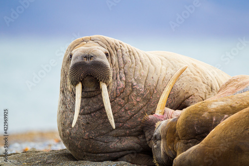 Walrus basking on the beach in the Arctic circle photo