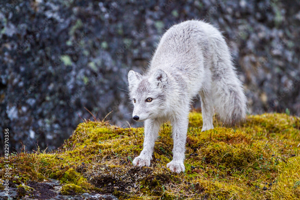 Arctic Fox relaxing at the entrance to its den in the Arctic Circle