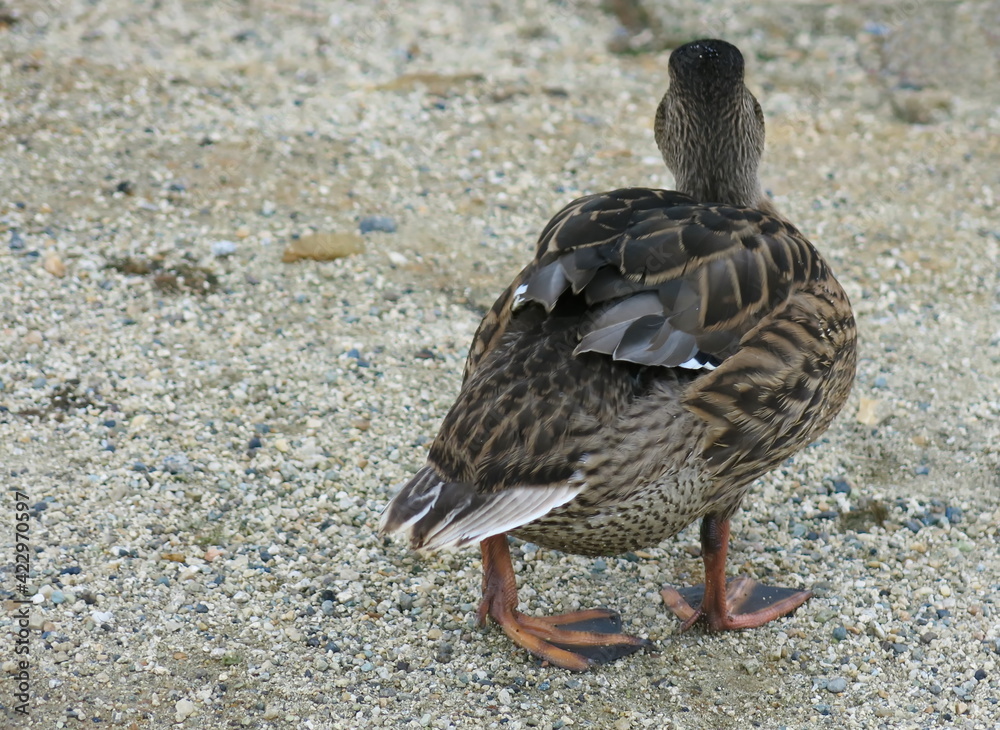 Fototapeta premium A duck walks on a sandy beach.