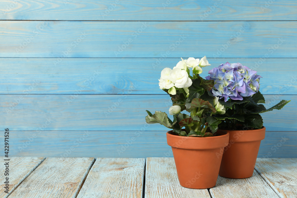 Different beautiful blooming plants in flower pots on white wooden table, space for text Different beautiful blooming plants in flower pots on white wooden table, space for text