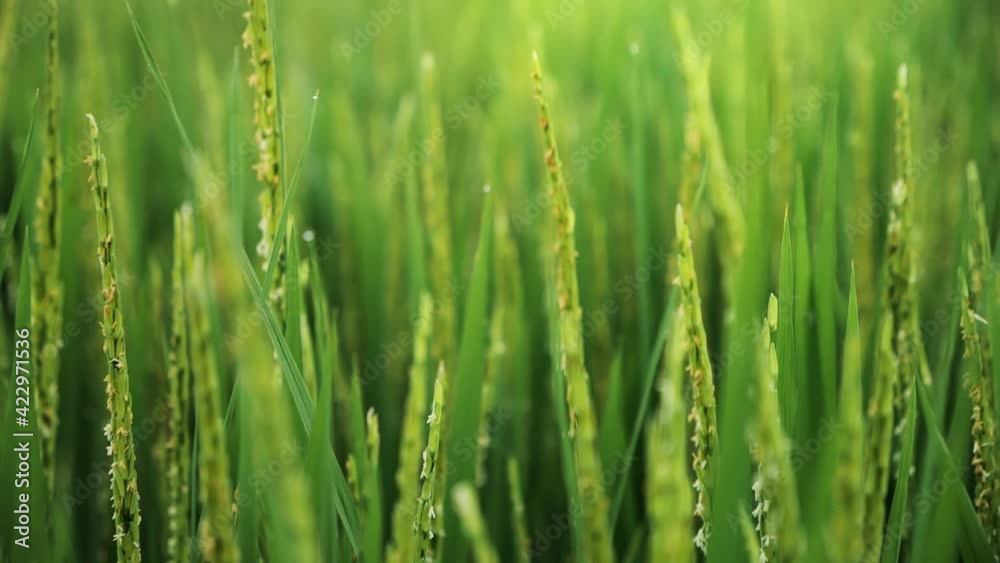 Close up of Rice field swaying by wind in rice paddy. Rice field located in countryside of Thailand. Slow motion. Close up of Rice field swaying by wind in rice paddy. Rice field located in countryside of Thailand. Slow motion.