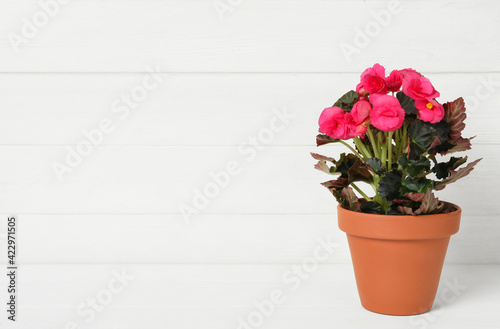 Beautiful blooming pelargonium flower in pot on white wooden table, space for text © New Africa