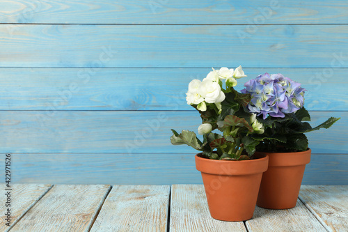 Different beautiful blooming plants in flower pots on white wooden table, space for text