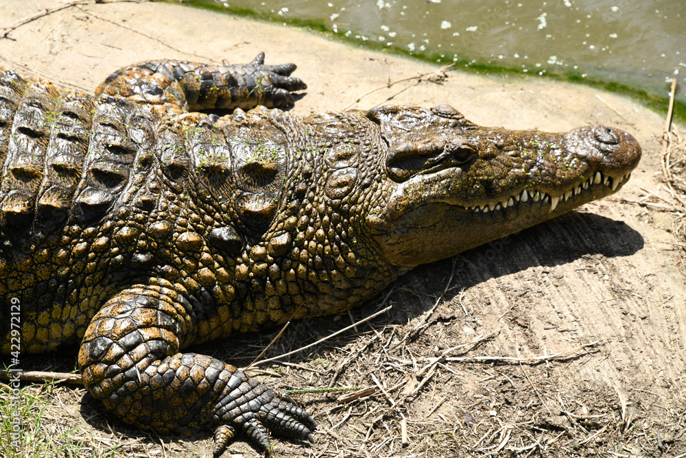 Crocodile resting in Safari park Ramat Gan, Israel. Crocodile resting in Safari park Ramat Gan, Israel.
