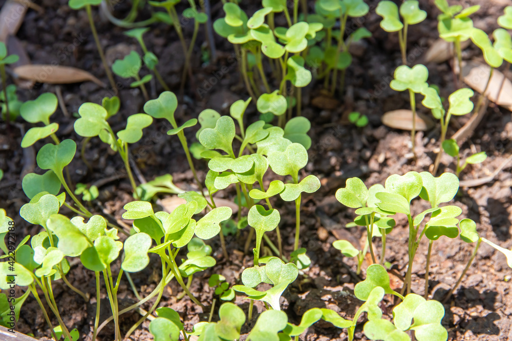 sprouts vegetable,Growing Seeds on Natural Sunny Background,Agriculture. Plant seedling sprouts vegetable,Growing Seeds on Natural Sunny Background,Agriculture. Plant seedling