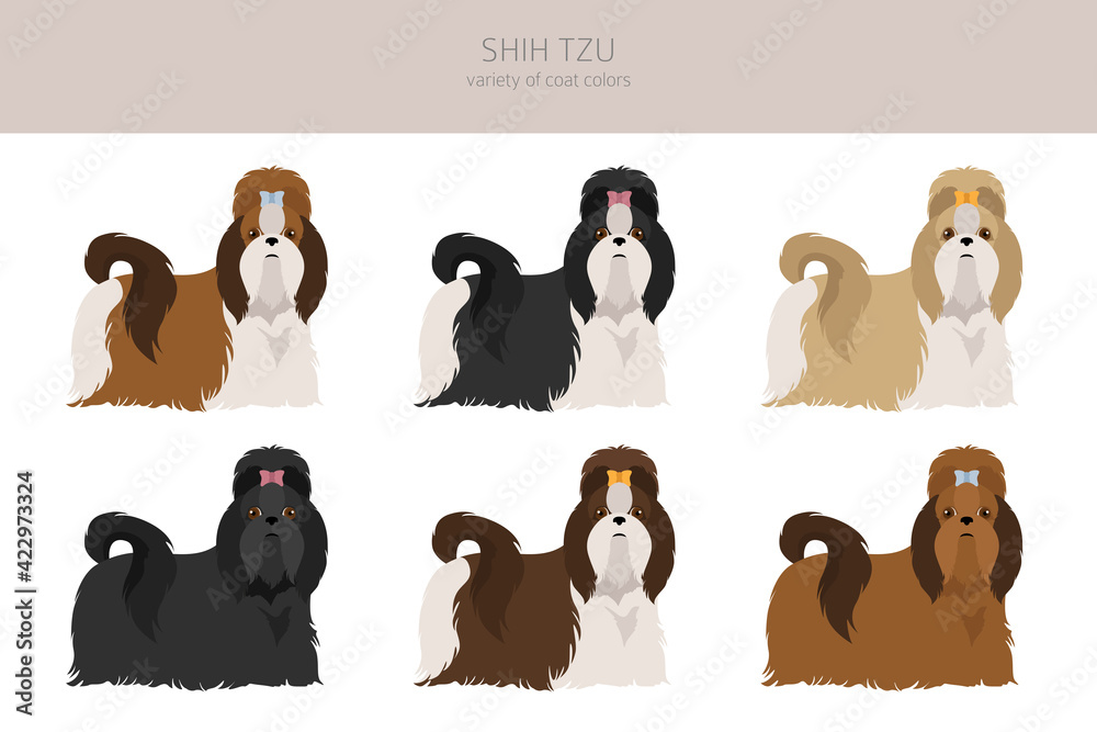 Naklejka premium Shih Tzu poses, coat colors set.
