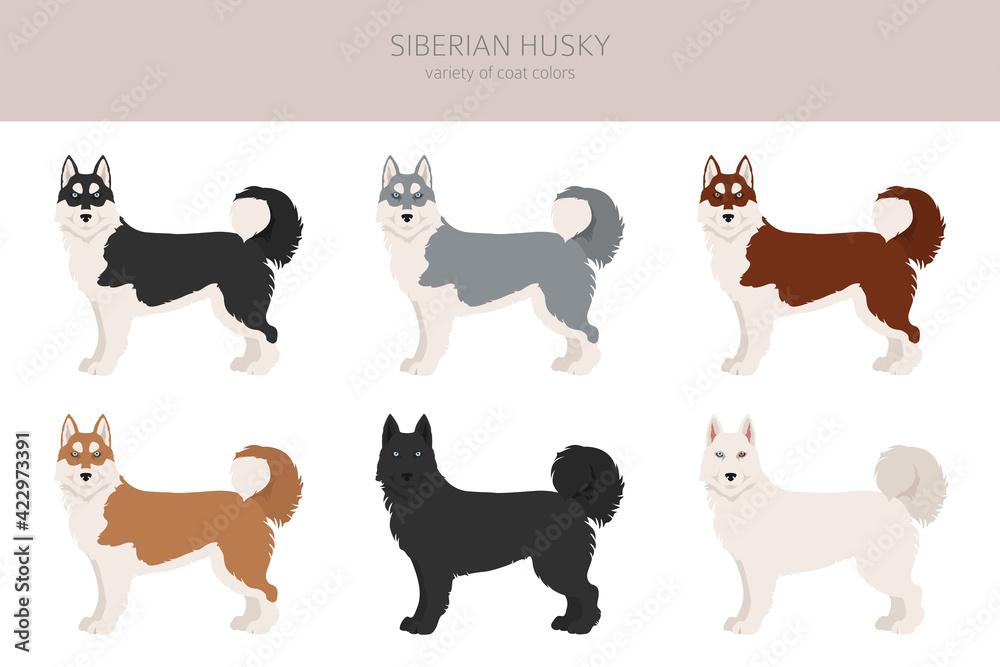 Siberian husky poses, coat colors set.