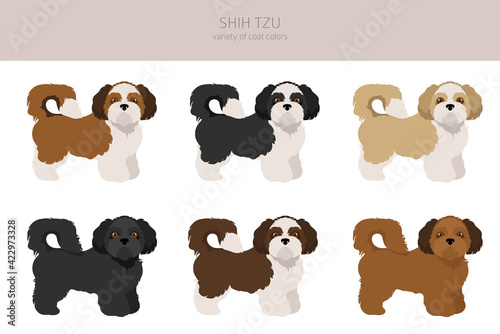 Bild auf Leinwand Shih Tzu poses, coat colors set.
