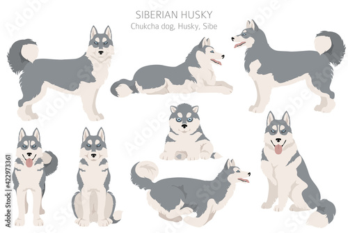 Siberian husky poses, coat colors set.