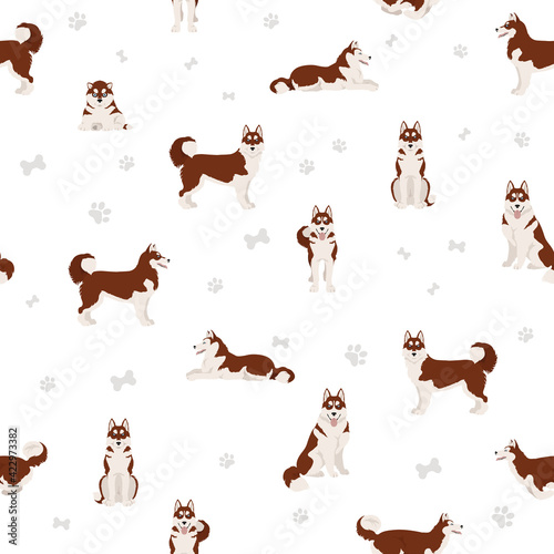Siberian husky poses, coat colors seamless pattern.