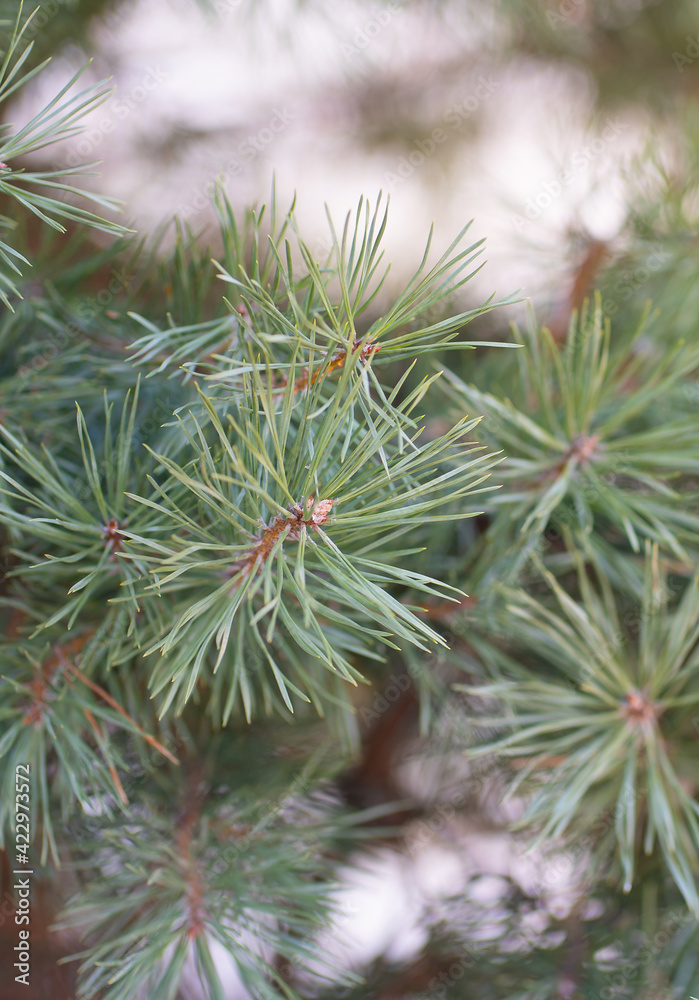 green pine branches in the forest green pine branches in the forest