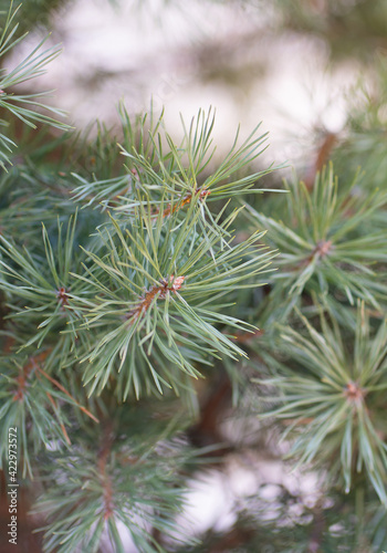 green pine branches in the forest