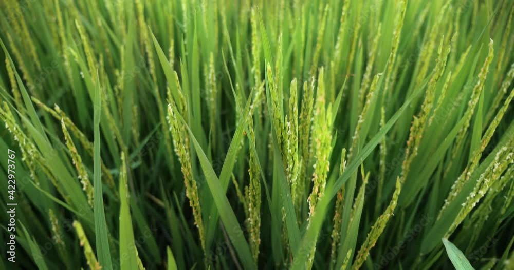 Close up of Rice field swaying by wind in rice paddy. Rice field located in countryside of Thailand. Slow motion. Close up of Rice field swaying by wind in rice paddy. Rice field located in countryside of Thailand. Slow motion.