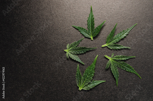 Cannabis leaves, marijuana plant isolated on black background. Herbal medicine. Hemp recreation, legalization concept.