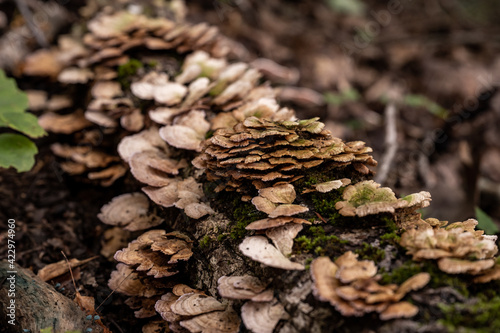 Mushrooms Grow On Downed Tree