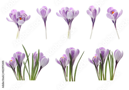 Fototapeta Naklejka Na Ścianę i Meble -  Set with beautiful spring crocus flowers on white background
