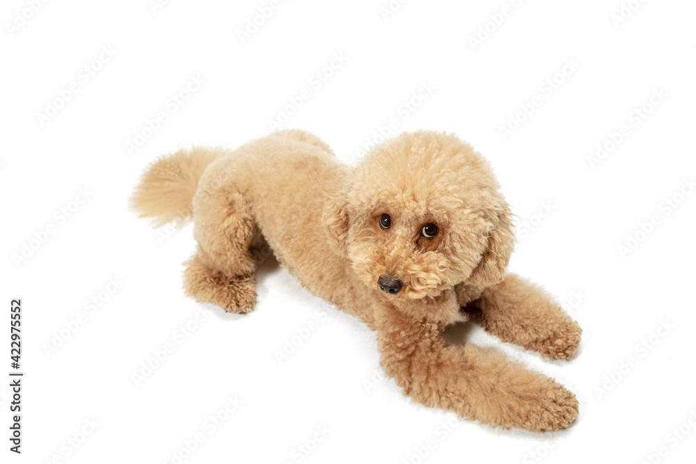 Cute puppy of Maltipoo dog posing isolated over white background Cute puppy of Maltipoo dog posing isolated over white background