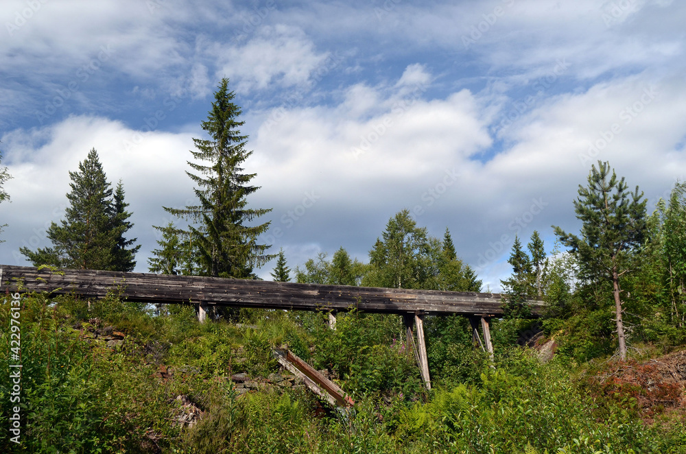 Fototapeta premium Forest on a summer day in Central Norway