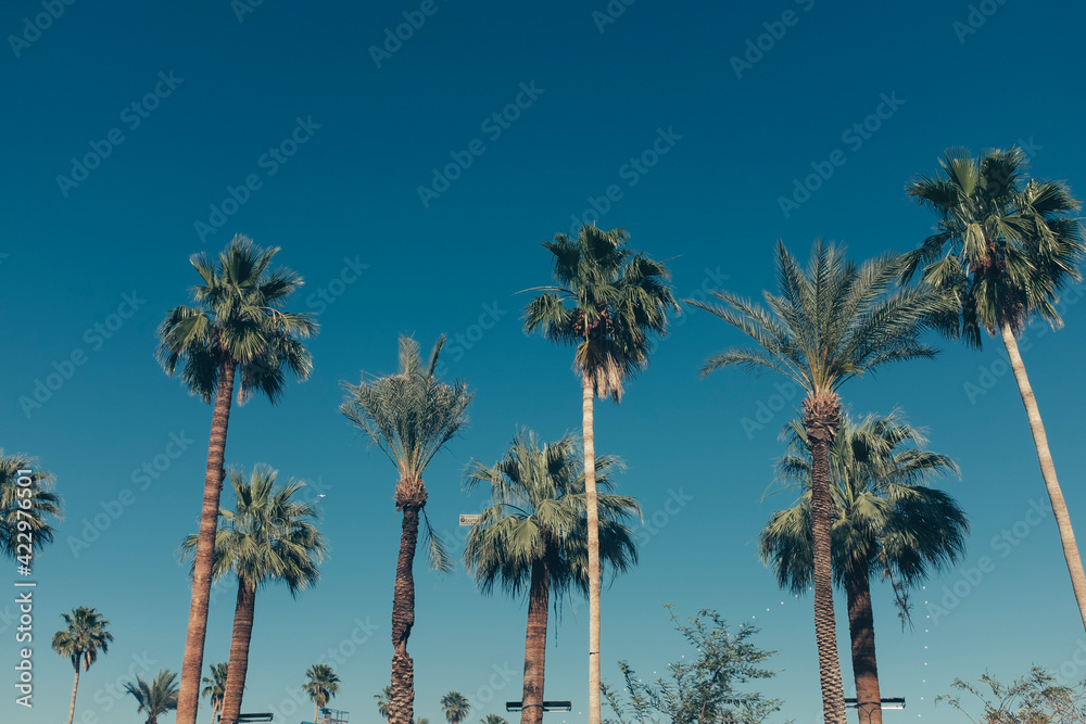 Obraz premium palm trees against blue sky
