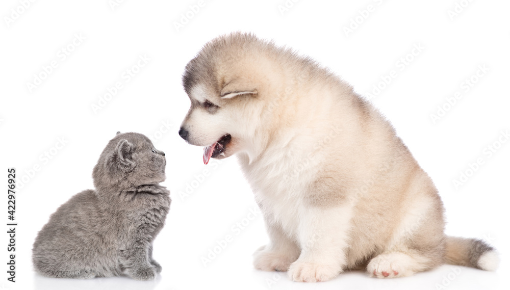 Alaskan malamute puppy and tiny kitten look at each other. isolated on white background