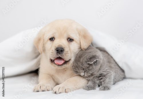 Golden retriever puppy and gray kitten lying together under white warm blanket on a bed at home