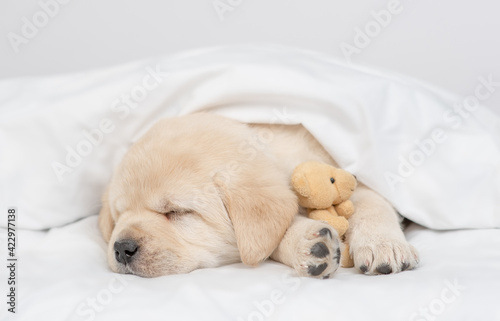 Cute Golden retriever puppy hugs favorite toy bear and sleeps under white warm blanket on a bed at home