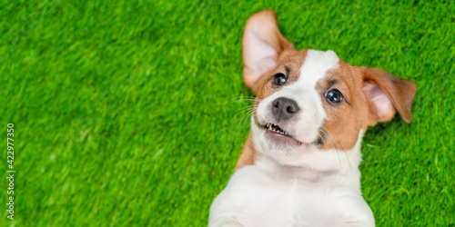 Happy Jack russell terrier puppy lying on its back on summer green grass. Top down view. Empty space for text