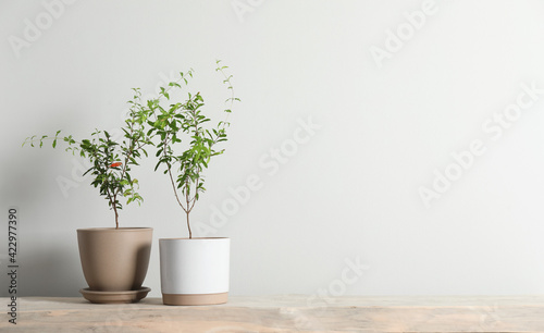 Young potted pomegranate trees on wooden bench near white wall indoors, space for text © New Africa